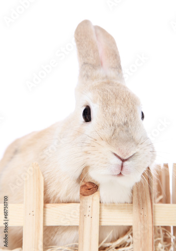 Dwarf rabbit