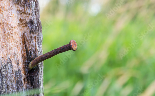 Rusty nails on old wood