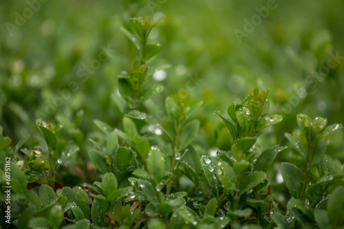 rainy plants background