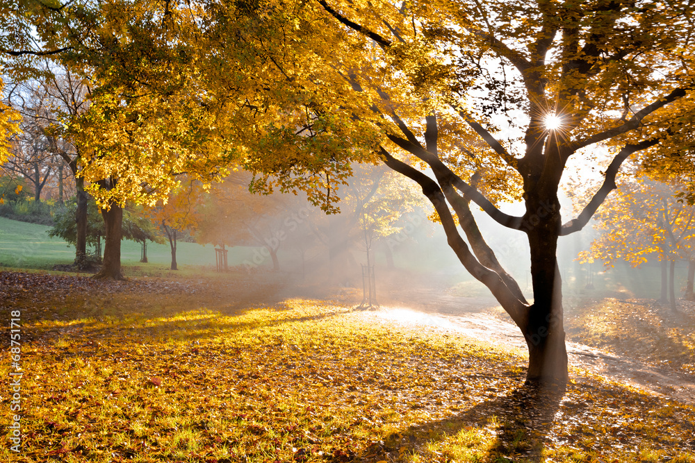 Fototapeta premium Sunset in autumn park.