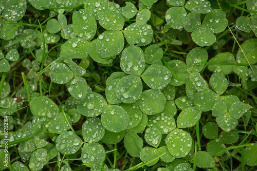 rainy plants background