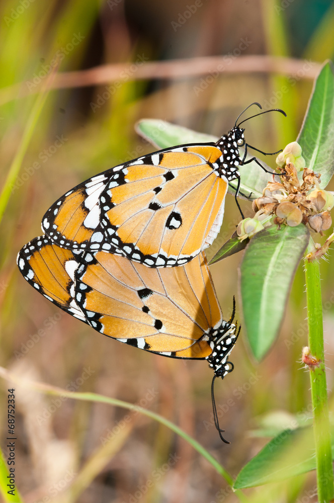 Fototapeta premium plain tiger butterfly mating close up