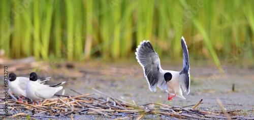 The black-headed gull (Chroicocephalus ridibundus)