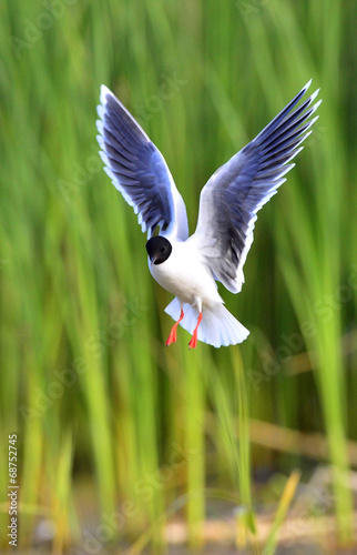 The black-headed gull (Chroicocephalus ridibundus)