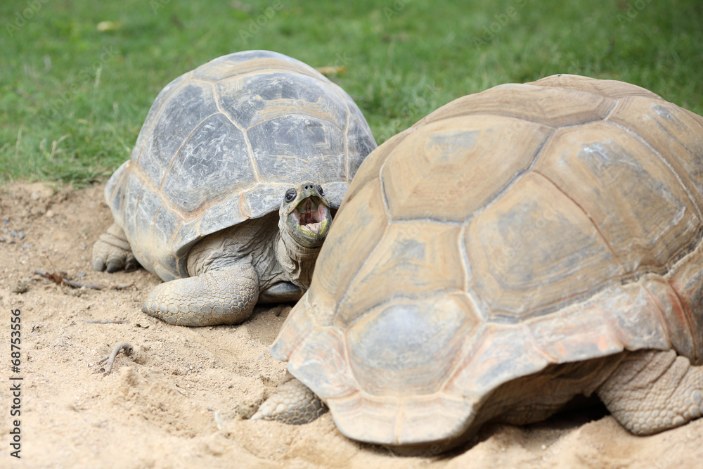 Aldabra giant tortoise, Aldabrachelys gigantea Aldabra giant tortoise, Aldabrachelys gigantea
