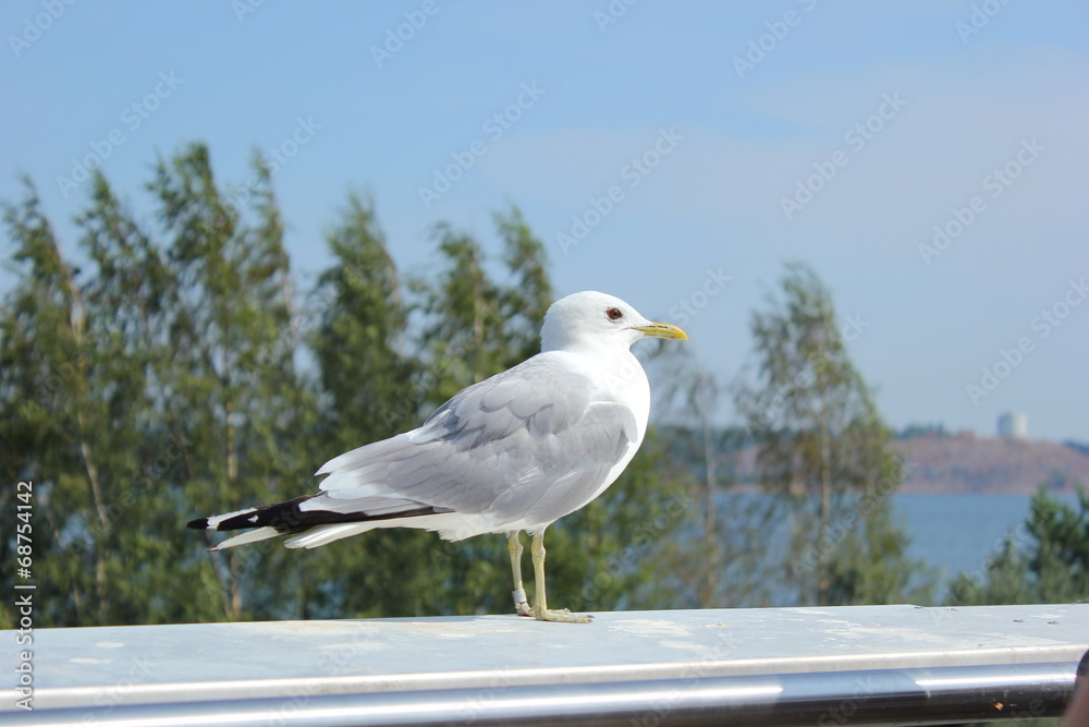 Eine Sturmmöwe sitzt auf einem Geländer und ruht sich aus