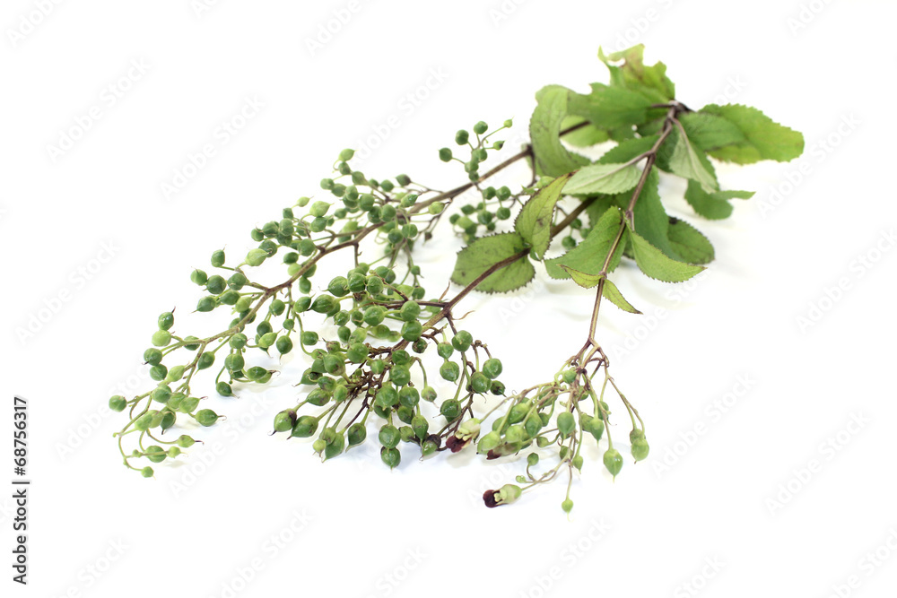 frisches gesundes Bei Xuan Shen frisches gesundes Bei Xuan Shen