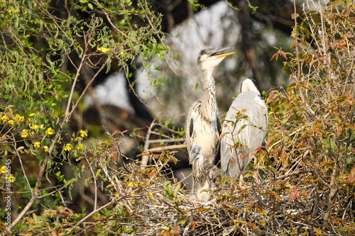 A family of wild Grey Heron birds perched in their nest