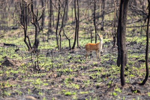 A wild Oribi antelope standing on a burt piece of bushveld
