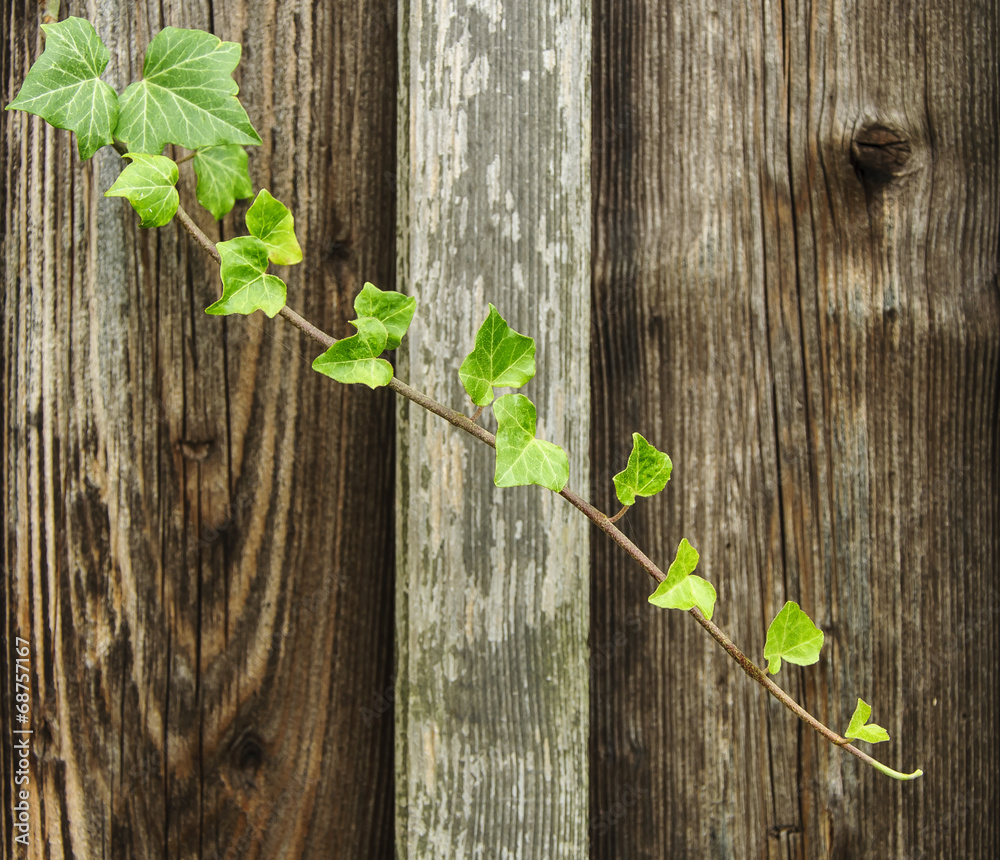 creeping ivy creeping ivy