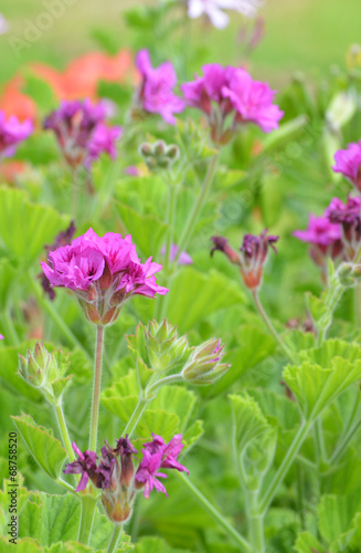 Petites fleurs mauves