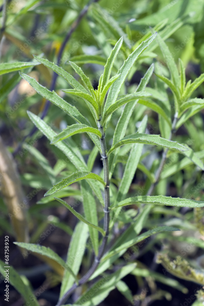 Islaendischer, Icelandic, Raeuchersalbei, Salbei; Salvia, Islaendischer, Icelandic, Raeuchersalbei, Salbei; Salvia,