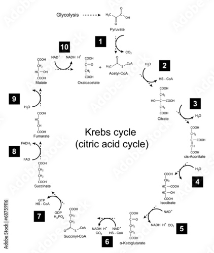 Illustration of Krebs cycle - tricarboxylic acid (citric) cycle photo