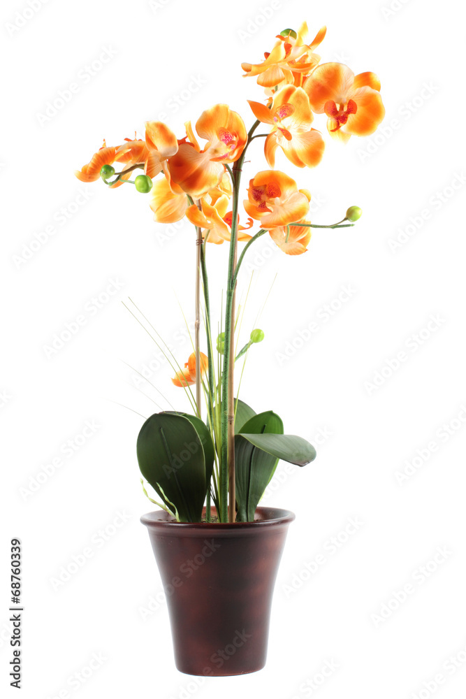 Orange orchid in pot isolated on a white backgroun Orange orchid in pot isolated on a white backgroun
