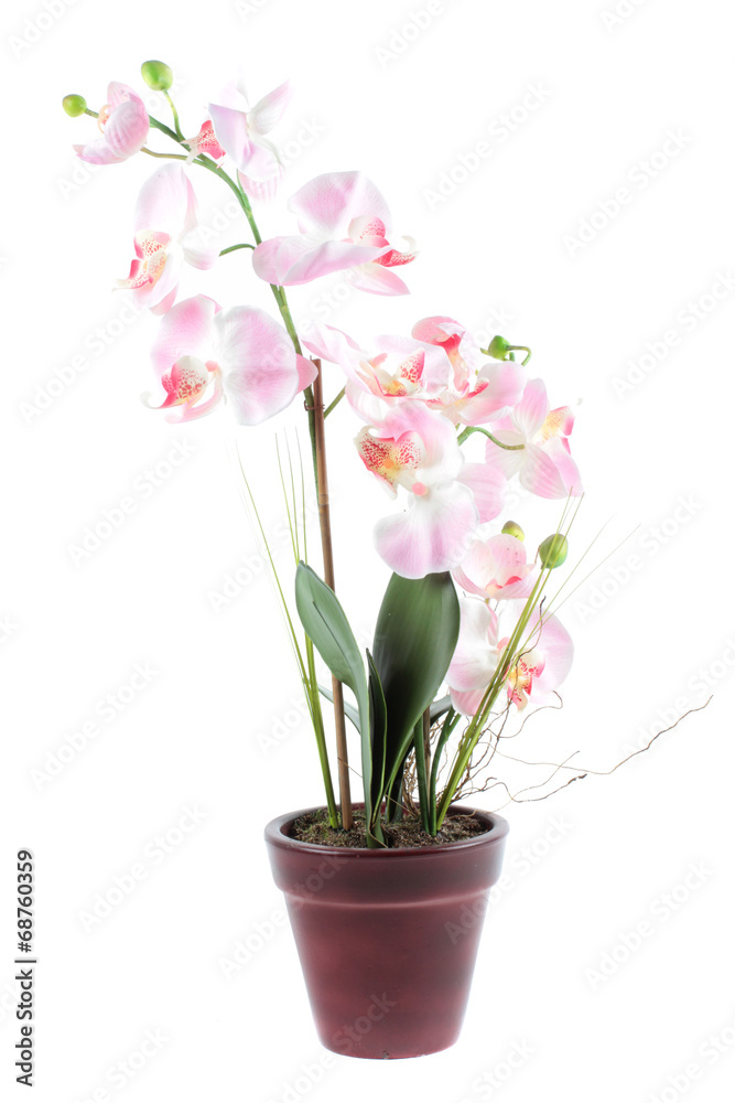 Pink orchid in pot isolated on a white background