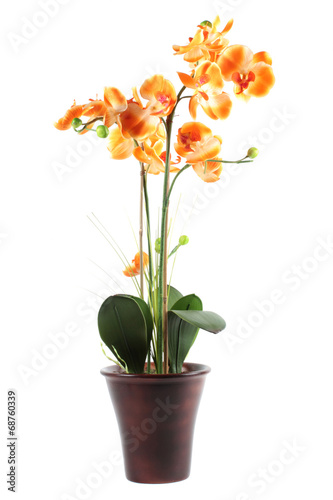 Wallpaper Mural Orange orchid in pot isolated on a white backgroun Torontodigital.ca