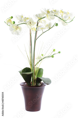 Fototapeta Naklejka Na Ścianę i Meble -  White orchid in pot isolated on a white background