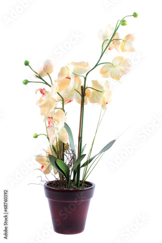 Orchid in pot isolated on a white background
