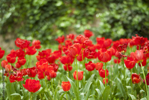 Red Tulips © maranello34