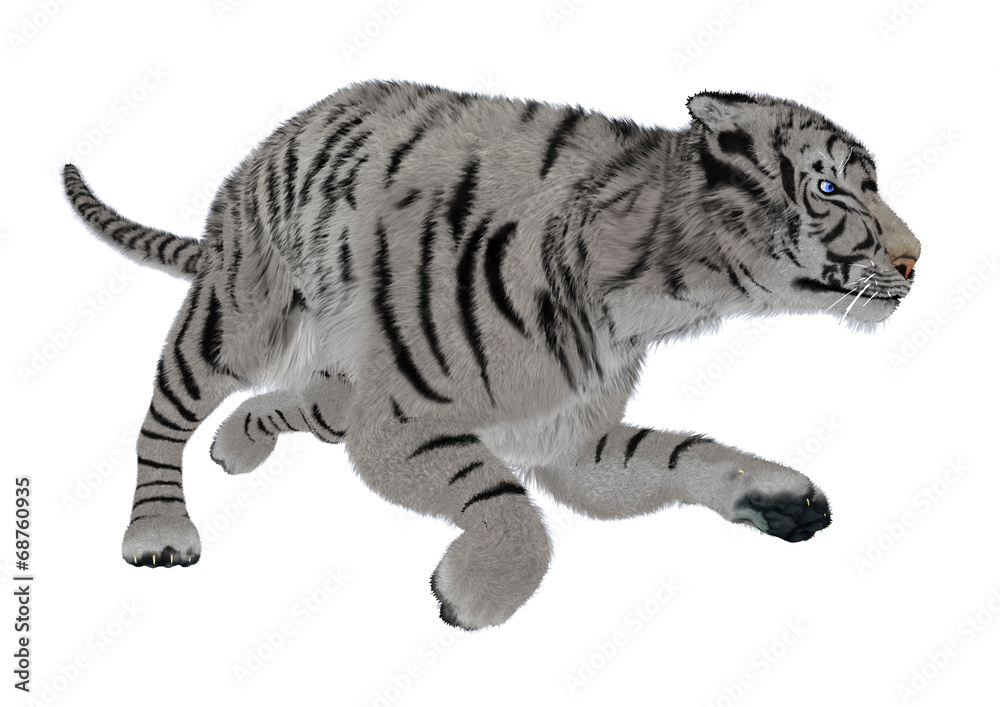 Fototapeta premium White Tiger
