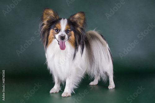 white papillon on a green background