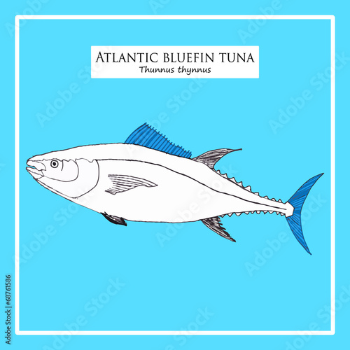 Hand-drawn Atlantic blue-fin tuna sketch on blue background