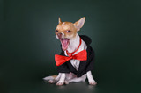 small chihuahua in a suit on a green background
