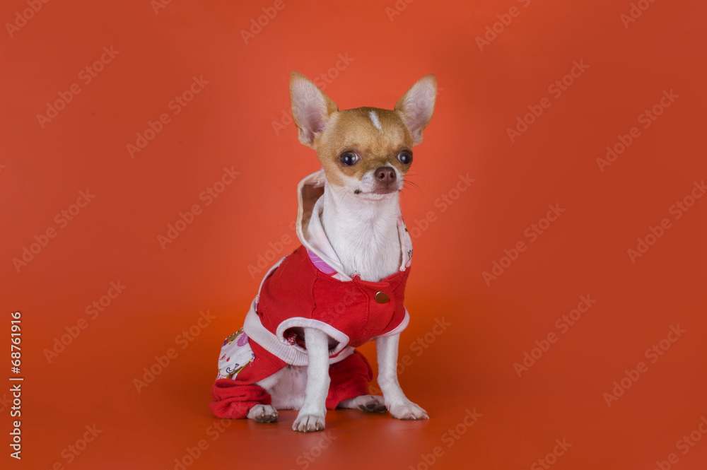 small chihuahua clothes on red background