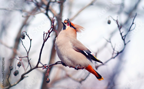 Waxwing on branches without leaves