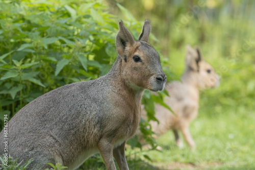 Dolichotis patagonum - patagonian mara