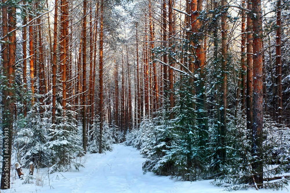 Fototapeta premium pine forest, winter, snow