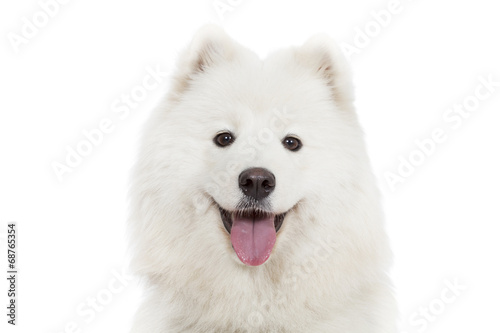 Portrait of Samoyed dog, isolated on white photo