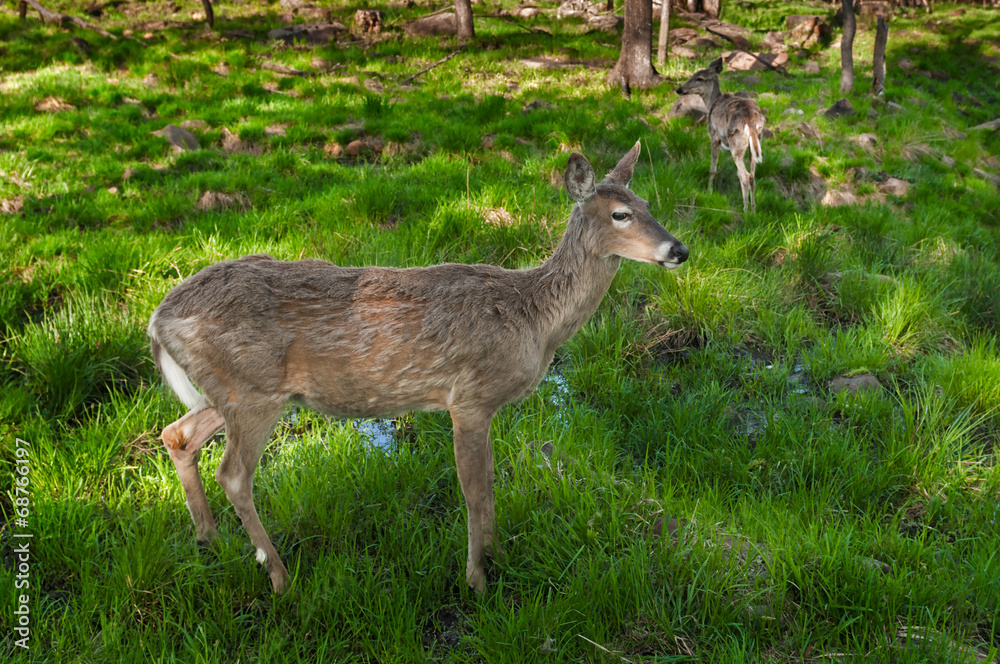 Pair of White-Tailed Deer (Odocoileus virginianus) Stand Pair of White-Tailed Deer (Odocoileus virginianus) Stand