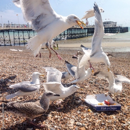 Papier peint Hungry seagulls