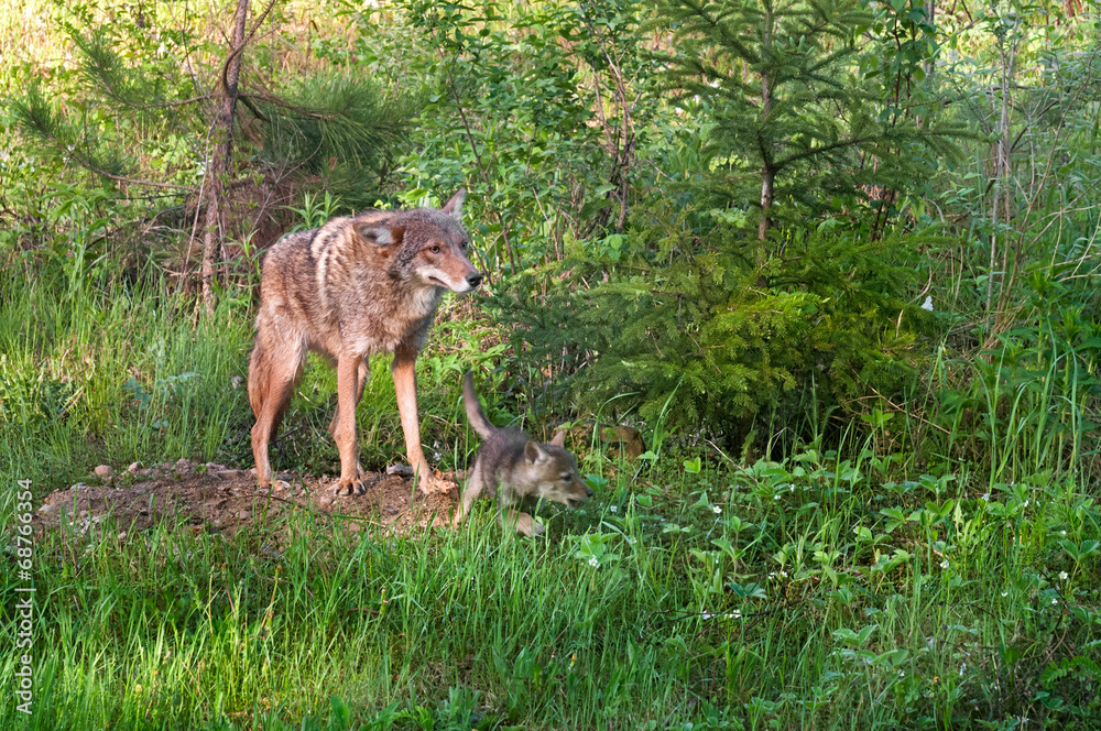 Coyote (Canis latrans) Stands at Den - Pup Runs Right Coyote (Canis latrans) Stands at Den - Pup Runs Right