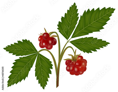 arctic bramble