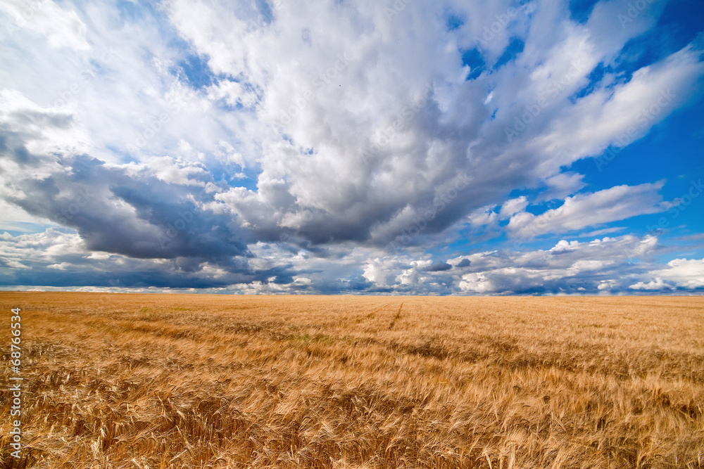 Field of wheat dramaticl cloudy blue sky