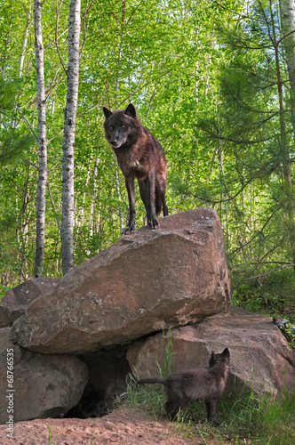 Black Wolf (Canis lupus) Stands on Top of Den - Pup Below