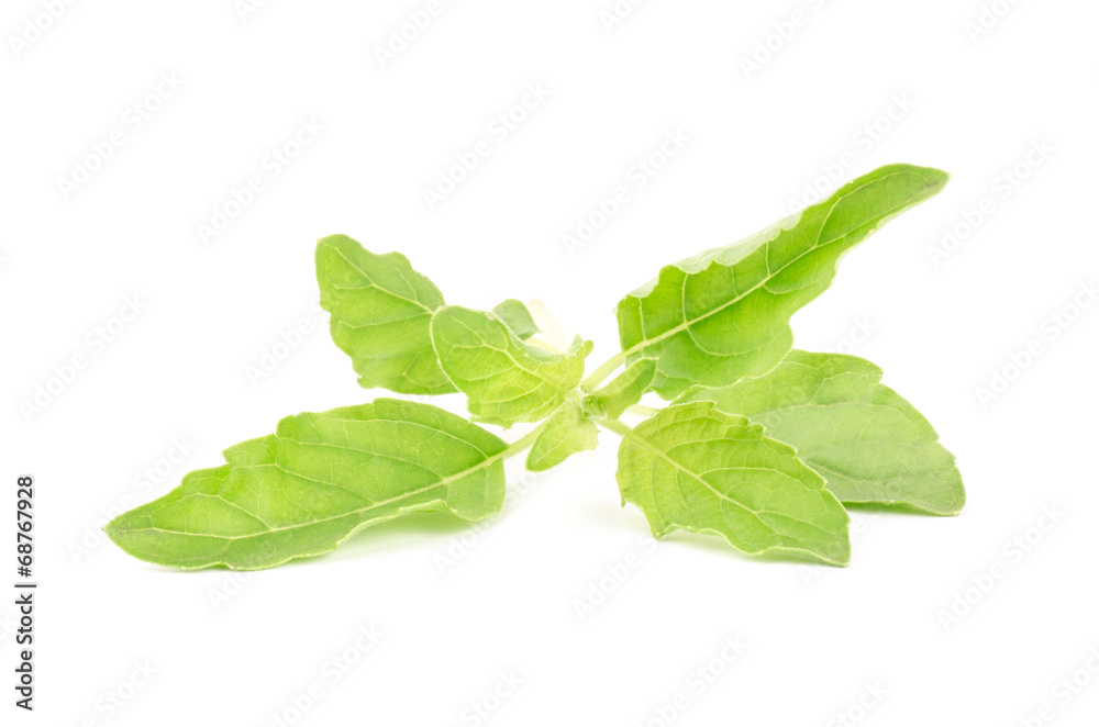 Obraz premium Fresh basil