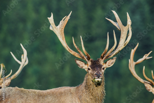 Cervus elaphus - deer