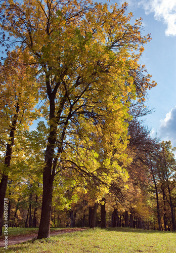 Russia Gatchina  bright autumn tree in park