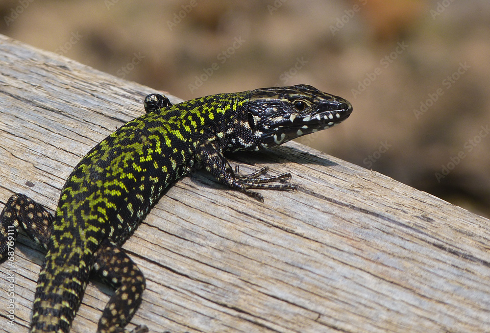 Fototapeta premium lucertola muraiola (Podarcis muralis)