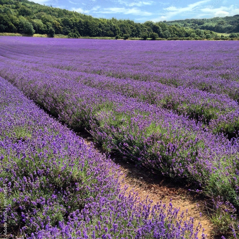 Naklejka premium lavender field