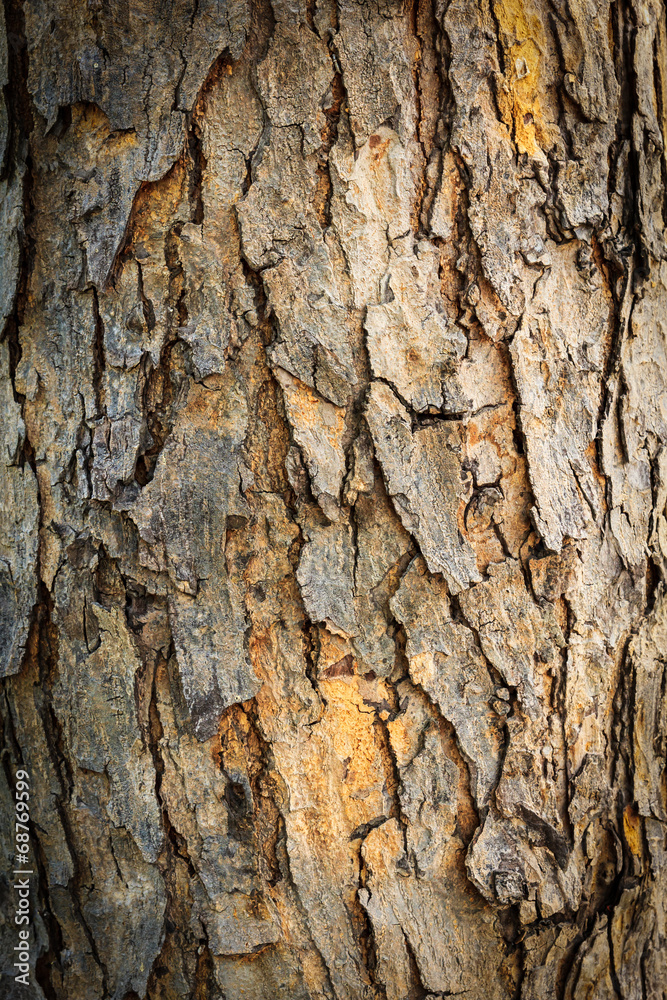 bark texture of tree bark texture of tree