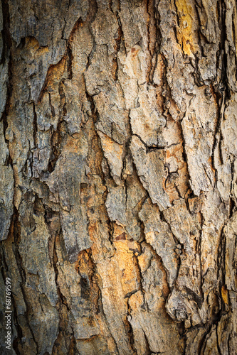 bark texture of tree