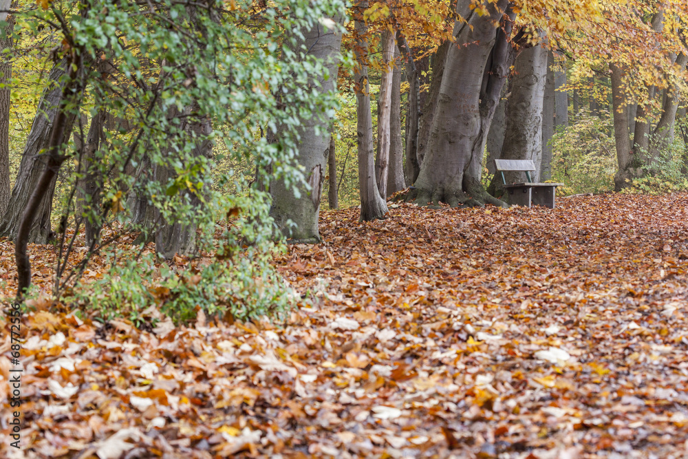 Parkbank in einem Wald im Herbst Parkbank in einem Wald im Herbst
