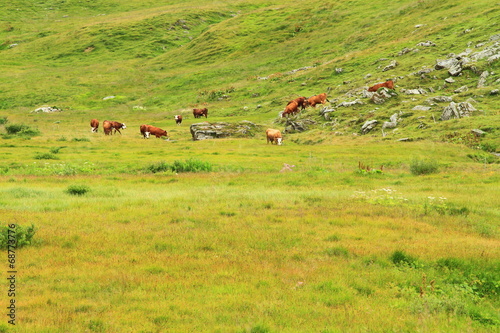 vaches en Savoie