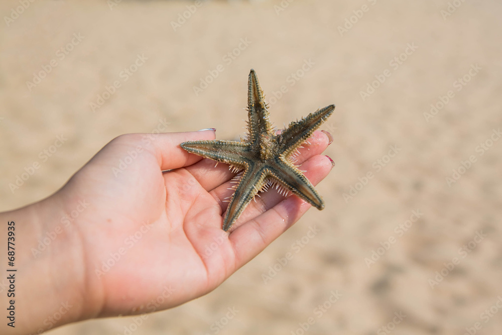 Wet woman hand holding red five point starfish.