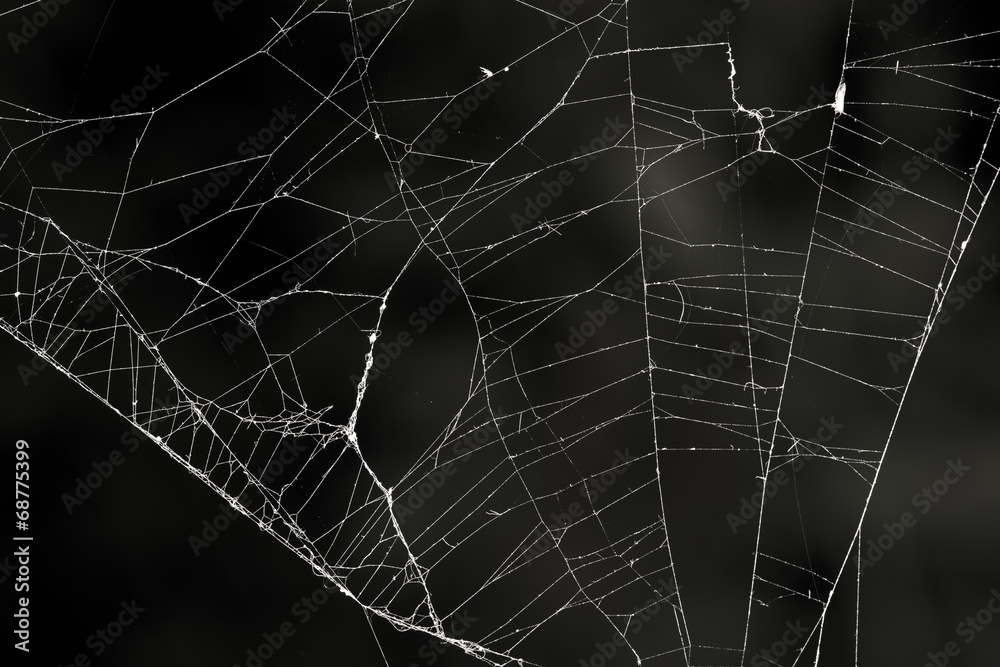 spider web on a black background