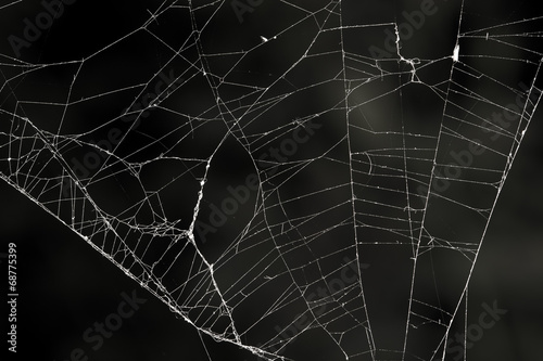 spider web on a black background